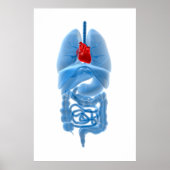 Röntgenbild interner Organe mit Herz Poster (Vorne)
