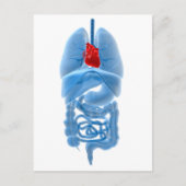 Röntgenbild interner Organe mit Herz Postkarte (Vorderseite)