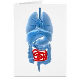 Röntgenbild interner Organe mit kleinen