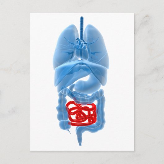 Röntgenbild interner Organe mit kleinen Postkarte (Vorderseite)