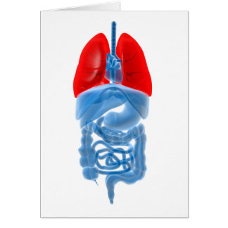 Röntgenbild interner Organe mit Lungen