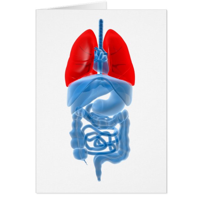 Röntgenbild interner Organe mit Lungen (Vorne)