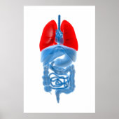 Röntgenbild interner Organe mit Lungen Poster (Vorne)