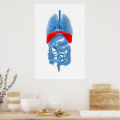 Röntgenbild interner Organe mit Membranen Poster (Küche)