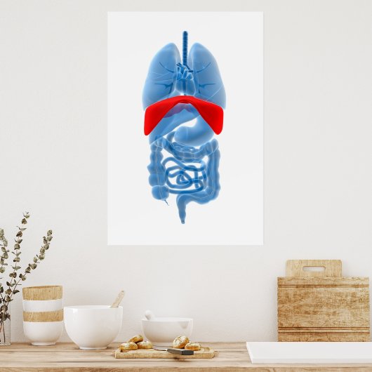Röntgenbild interner Organe mit Membranen Poster (Küche)