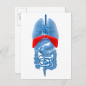 Röntgenbild interner Organe mit Membranen Postkarte (Vorne/Hinten)