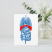 Röntgenbild interner Organe mit Membranen Postkarte (Stehend Vorderseite)