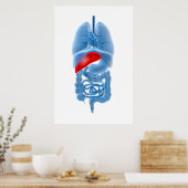 Röntgenbild interner Organe mit Pankreas Poster (Küche)