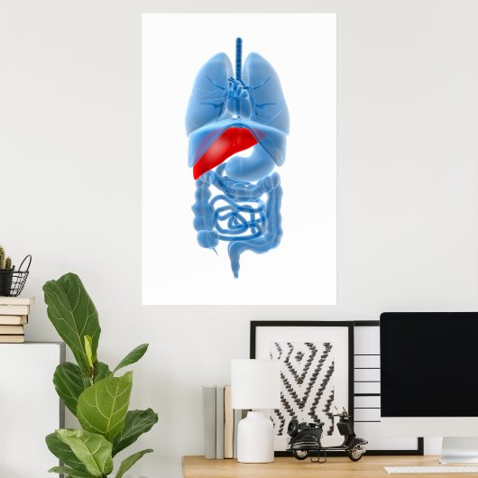 Röntgenbild interner Organe mit Pankreas Poster (Heimbüro)