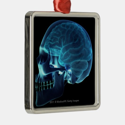 Röntgenstrahl des Gehirns innerhalb eines Schädels Silbernes Ornament (Rechts)