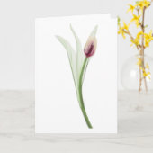 Röntgenstrahlung: Tulip Noecard Karte (Gelbe Blume)
