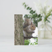 Rooding Eichhörnchen Postkarte (Stehend Vorderseite)