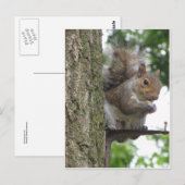 Rooding Eichhörnchen Postkarte (Vorne/Hinten)