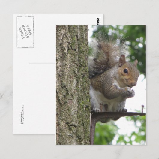 Rooding Eichhörnchen Postkarte (Vorne/Hinten)