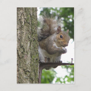 Rooding Eichhörnchen Postkarte