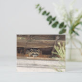 Roofie Raccoon Postkarte (Stehend Vorderseite)