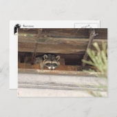 Roofie Raccoon Postkarte (Vorne/Hinten)