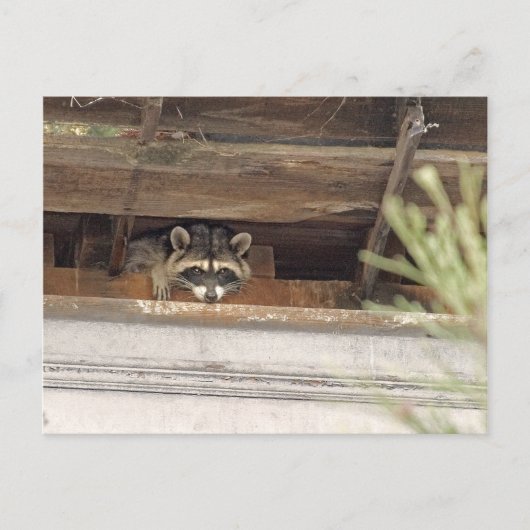 Roofie Raccoon Postkarte (Vorderseite)