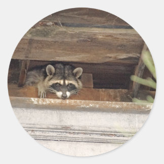 Roofie Raccoon Sticker