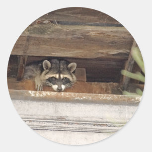Roofie Waschbär-Aufkleber Runder Aufkleber
