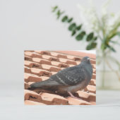 Rooftop-Taube Postkarte (Stehend Vorderseite)