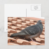 Rooftop-Taube Postkarte (Vorne/Hinten)