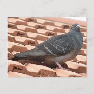 Rooftop-Taube Postkarte