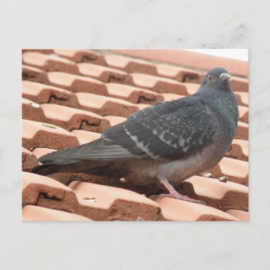 Rooftop-Taube Postkarte (Vorderseite)