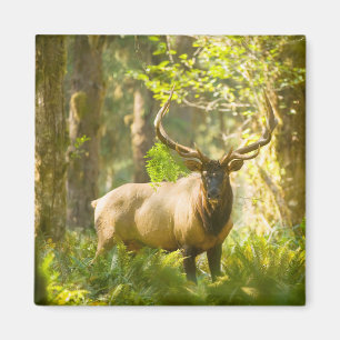 Roosevelt-Elch   Olympic-Nationalpark, Washington Magnet