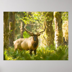 Roosevelt-Elch Olympic-Nationalpark, Washington Poster