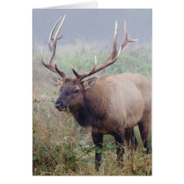 Roosevelt Elk Grazes - Redwood National Park