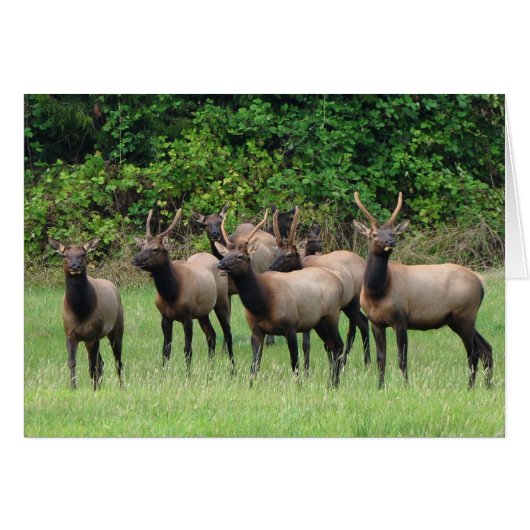 Roosevelt Elk Herd (Vorderseite (Horizontal))
