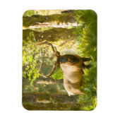 Roosevelt Elk | Olympic National Park, Washington Magnet (Vertikal)