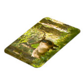 Roosevelt Elk | Olympic National Park, Washington Magnet (Linke Seite)