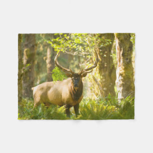 Roosevelt Elk Olympischer Nationalpark, Washingt Fleecedecke