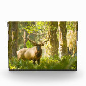Roosevelt Elk | Olympischer Nationalpark, Washingt Fotoblock (Vorderseite)
