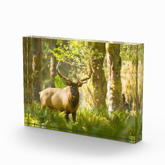 Roosevelt Elk | Olympischer Nationalpark, Washingt Fotoblock (Rechts)