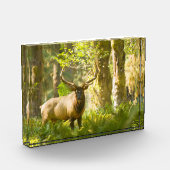 Roosevelt Elk | Olympischer Nationalpark, Washingt Fotoblock (Links)