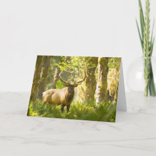 Roosevelt Elk Olympischer Nationalpark, Washingt Karte