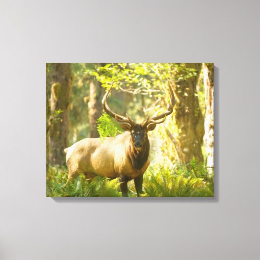 Roosevelt Elk | Olympischer Nationalpark, Washingt Leinwanddruck (Vorderseite)