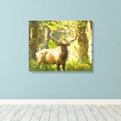 Roosevelt Elk | Olympischer Nationalpark, Washingt Leinwanddruck (Insitu (Holzboden))