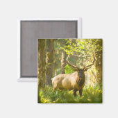 Roosevelt Elk | Olympischer Nationalpark, Washingt Magnet (Vorderseite/Rückseite)