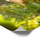 Roosevelt Elk | Olympischer Nationalpark, Washingt Poster (Ecke)