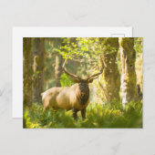 Roosevelt Elk | Olympischer Nationalpark, Washingt Postkarte (Vorne/Hinten)