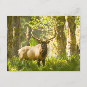 Roosevelt Elk   Olympischer Nationalpark, Washingt Postkarte