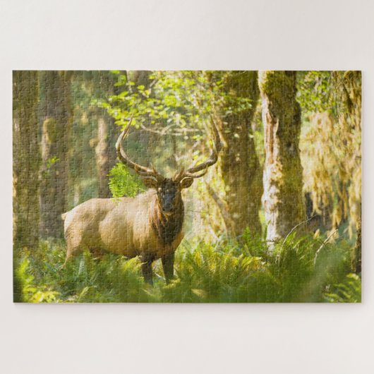 Roosevelt Elk | Olympischer Nationalpark, Washingt Puzzle (Horizontal)