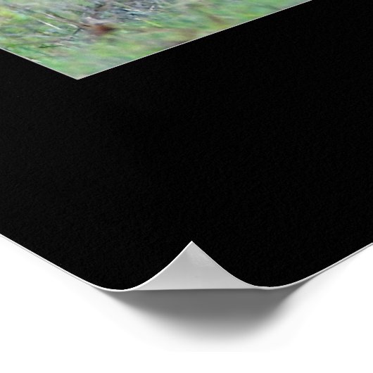 Roosevelt Elk Poster (Ecke)