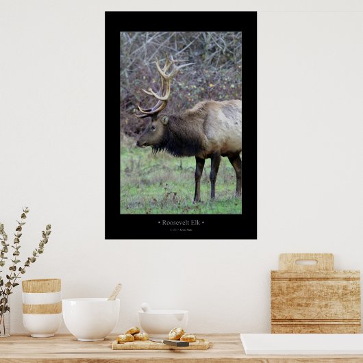 Roosevelt Elk Poster (Küche)