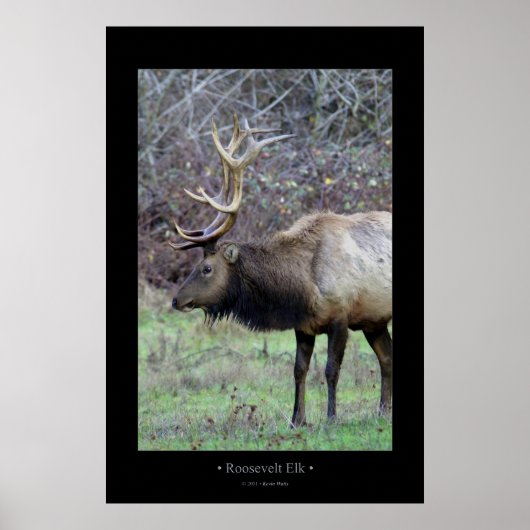 Roosevelt Elk Poster (Vorne)