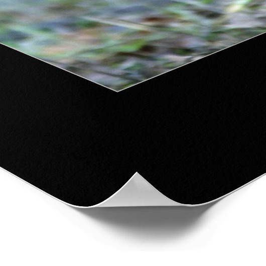 Roosevelt Elk Sparring Poster (Ecke)